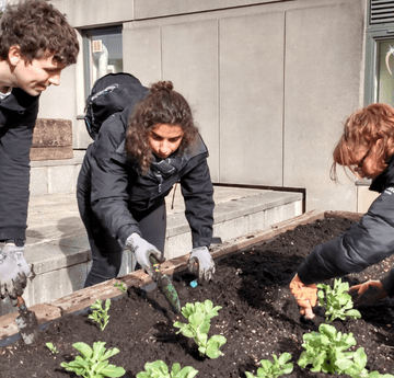 Students gardening on Singleton 