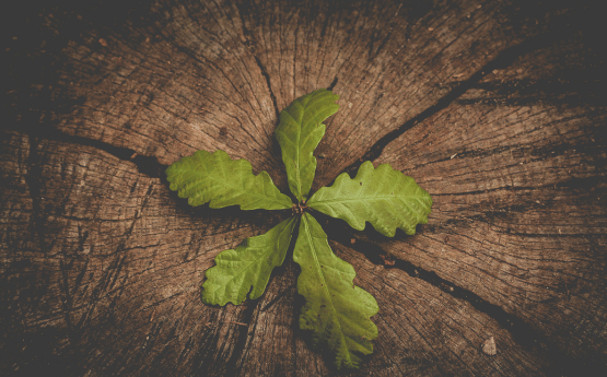 a leaf that is sitting on a piece of wood
